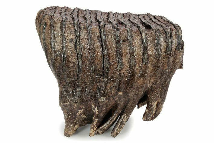 Fossil Woolly Mammoth Upper M Molar - Poland #357020